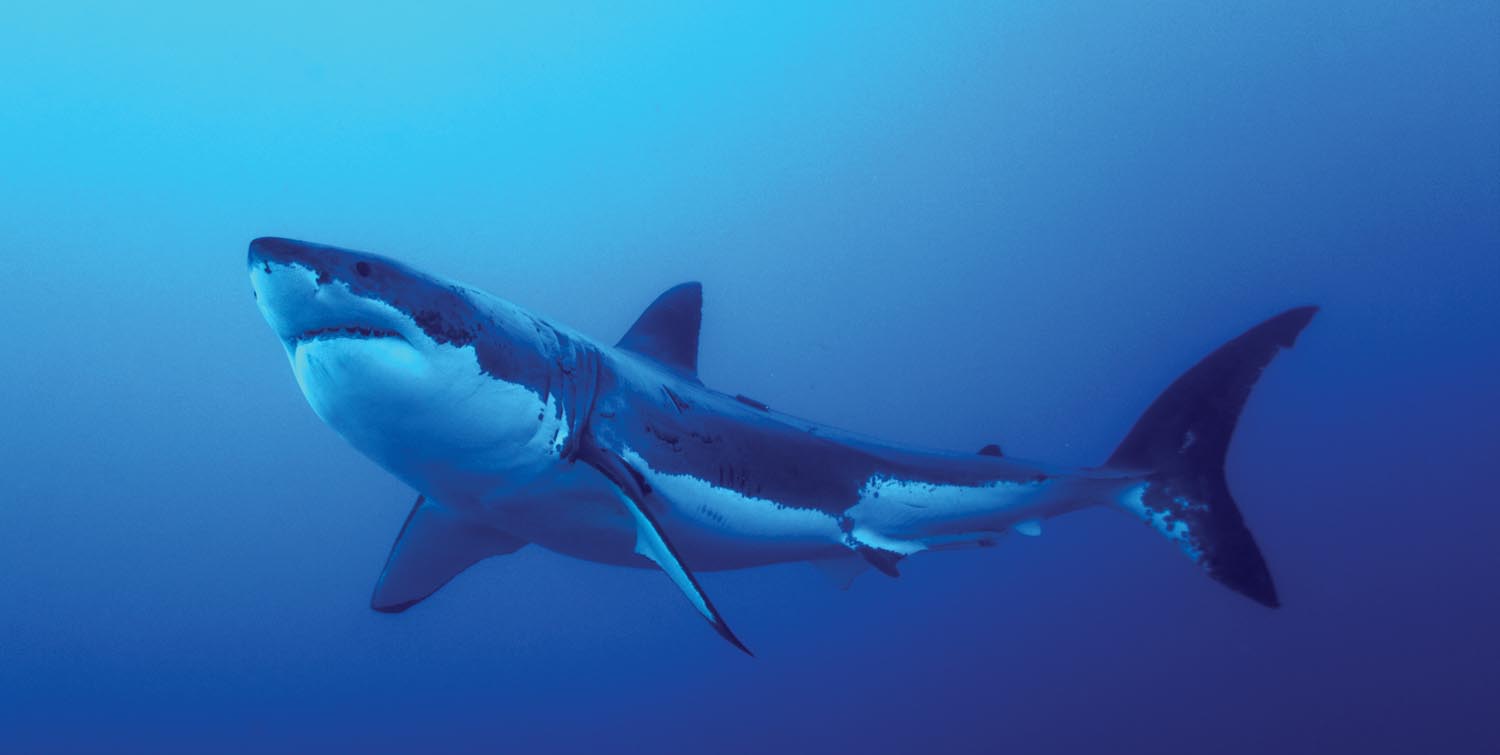 Isla Guadalupe, the best place in the world to see the great white