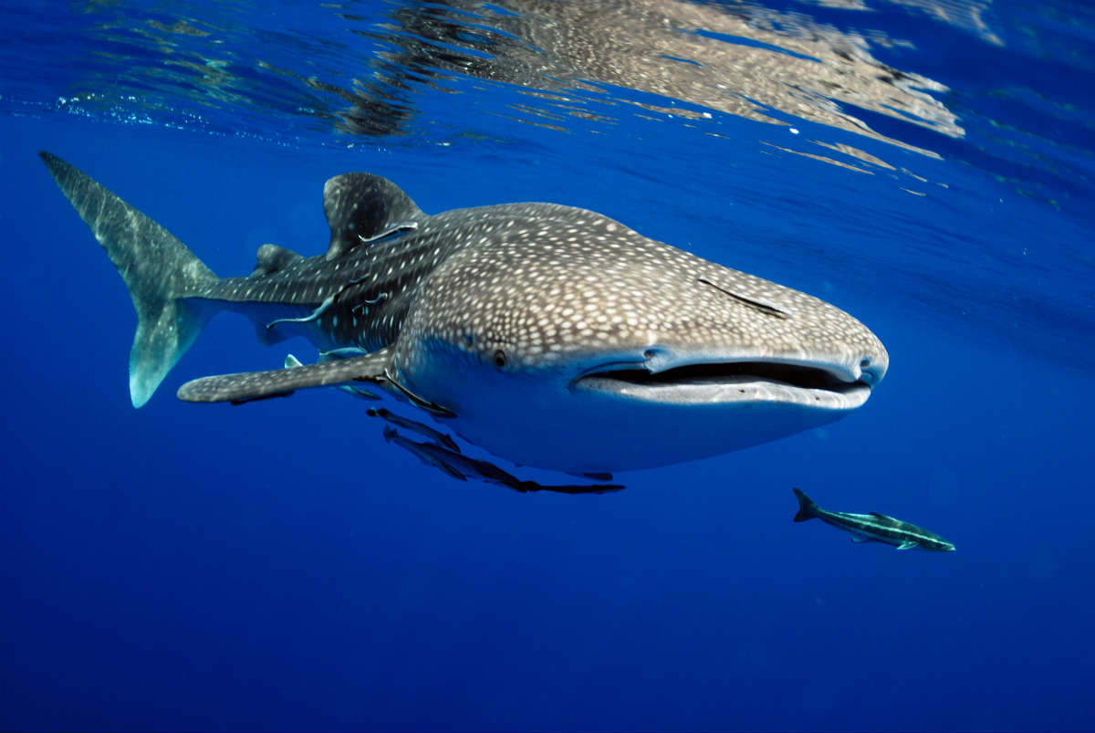 Día Internacional del Tiburón Ballena - 30 de agosto