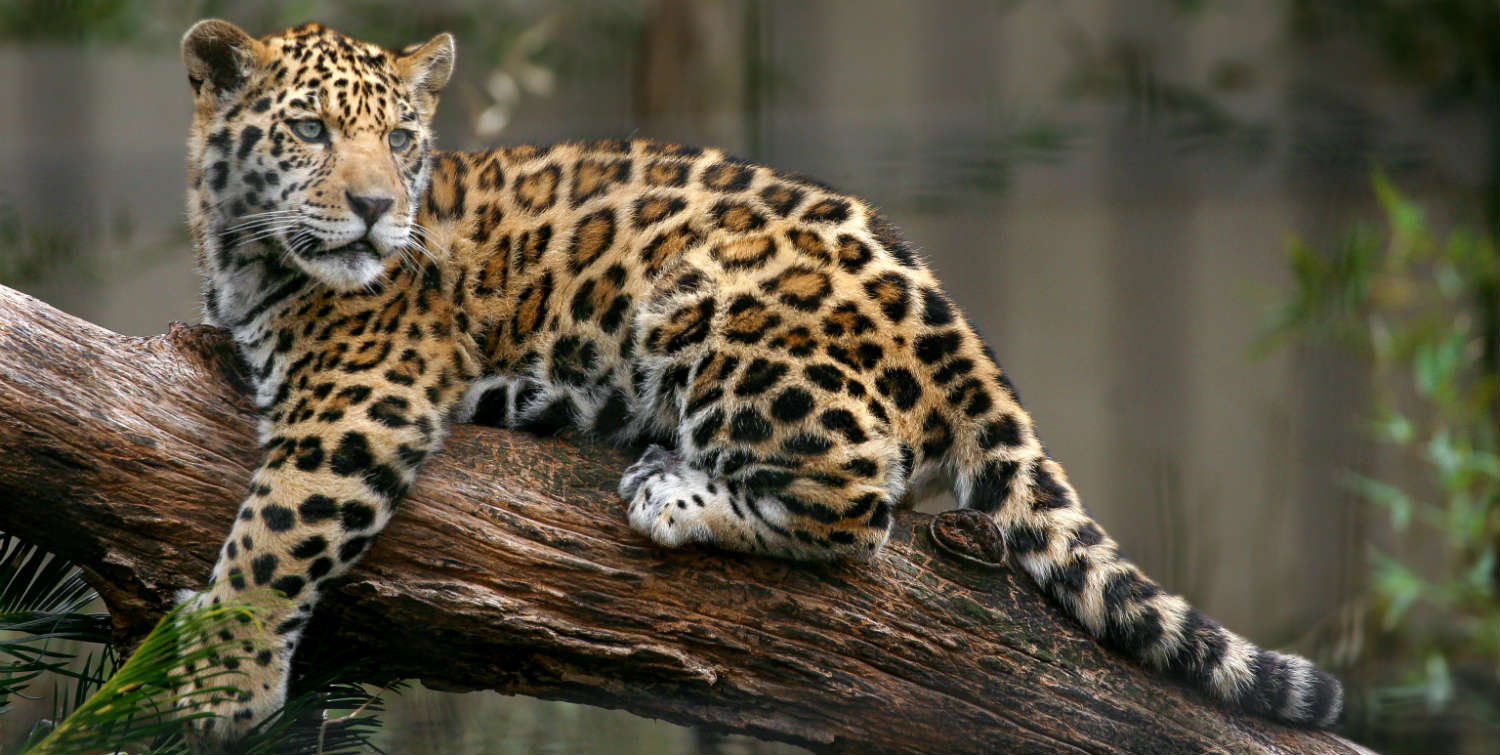 Países latinoamericanos se comprometen a conservar al jaguar