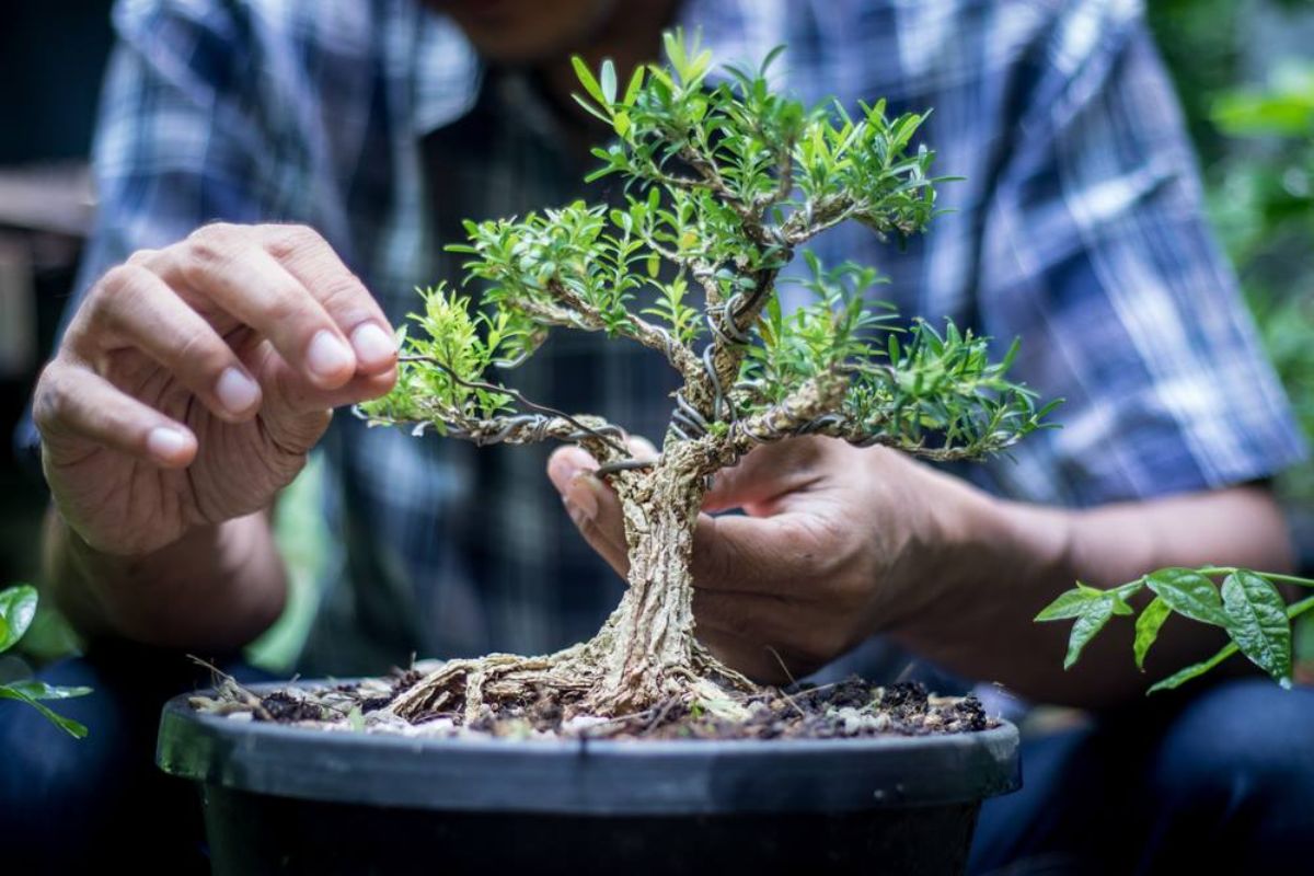 Agacharse encerrar Fuerza motriz Académica ofrece curso gratuito: Creación de un bonsái 2019-1 - Fundación  Carlos Slim