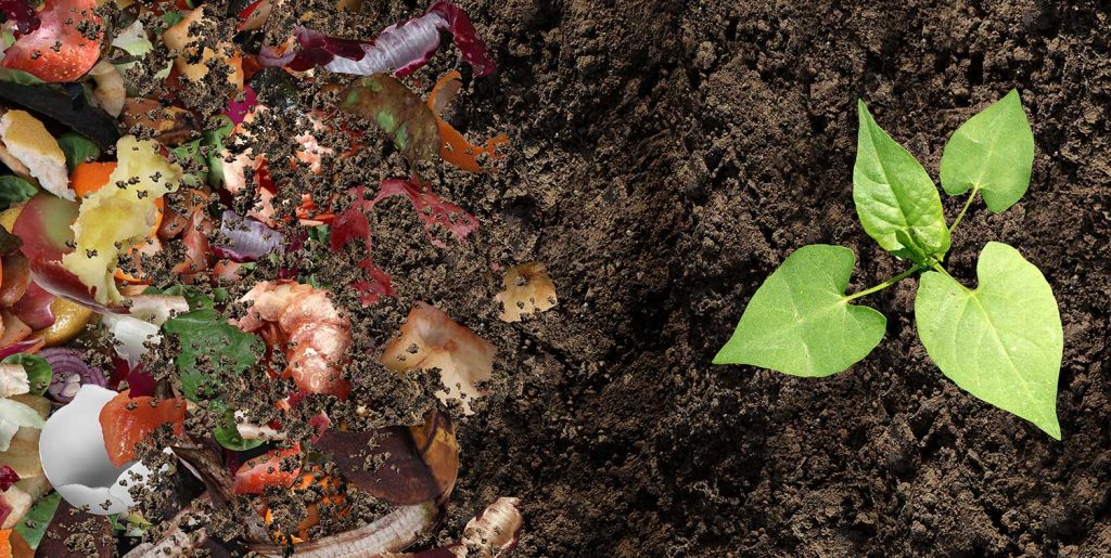 composta-1 - Fundación Carlos Slim